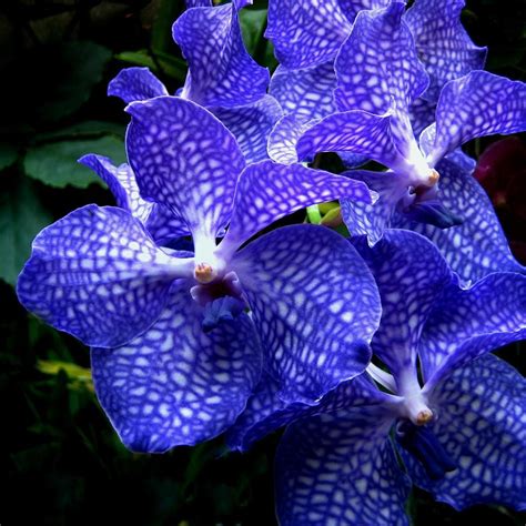 orquideas azules - que son los botones azules